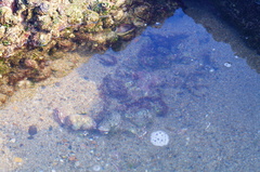 Abudefduf declivifrons