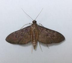 Tatobotys janapalis
