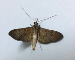 Tatobotys janapalis