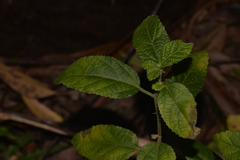 Acalypha nemorum