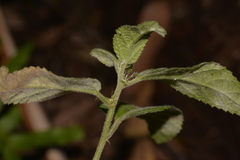 Acalypha nemorum