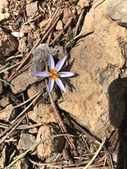 Crocus cyprius
