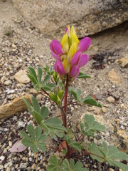 Lupinus stiversii