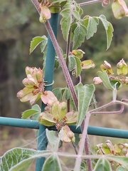 Serjania brachycarpa