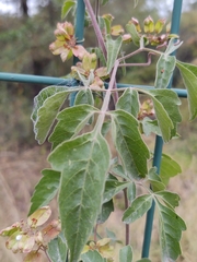 Serjania brachycarpa