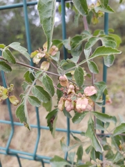 Serjania brachycarpa