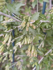 Serjania brachycarpa