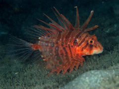 Bleeker's Lionfish photo 1