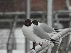 Chroicocephalus ridibundus