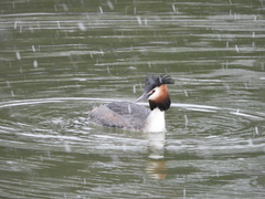 Podiceps cristatus