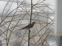 Turdus pilaris
