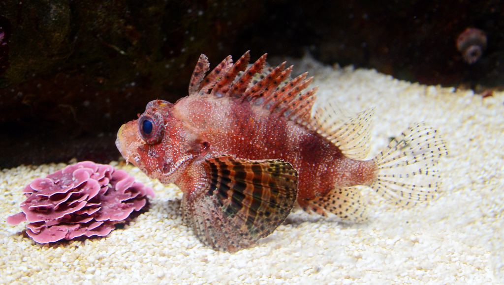 Butterfly Lionfish