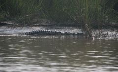Crocodylus palustris