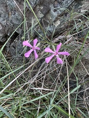 Phlox colubrina