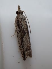 Holocola thalassinana