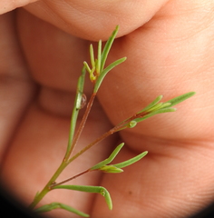 Hesperolinon micranthum