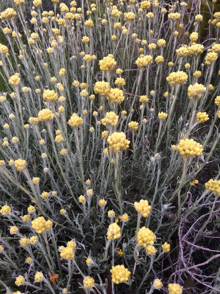 Shrubby Everlasting