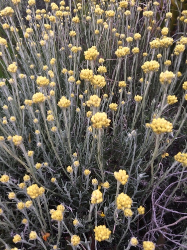 Shrubby Everlasting