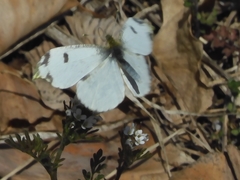 Anthocharis scolymus