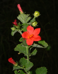 Hibiscus coddii