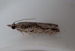 Holocola thalassinana