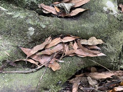 Beilschmiedia tawa
