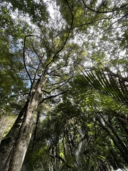 Beilschmiedia tawa