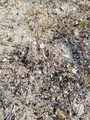 Hesperolinon micranthum