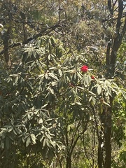 Rhododendron arboreum