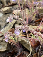 Phacelia breweri