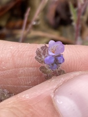 Phacelia breweri