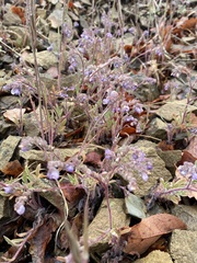 Phacelia breweri