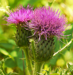 Cirsium drummondii