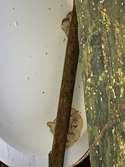 Ambystoma macrodactylum