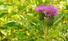 Cirsium drummondii