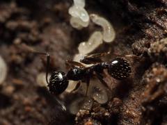 Aphaenogaster picea