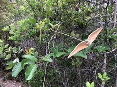 Strophanthus divaricatus