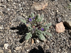 Phacelia curvipes