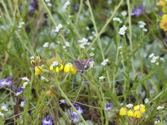 Schinia pulchripennis