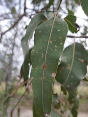 Corymbia henryi