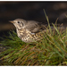 Typical Thrushes - Photo (c) Ignacio Ferre Pérez, some rights reserved (CC BY-NC-ND)