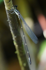 Palaemnema melanura