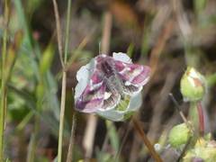 Schinia pulchripennis