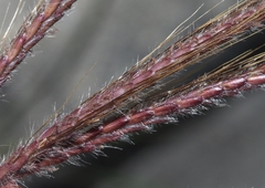 Dichanthium
