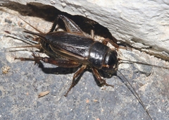 Gryllus assimilis