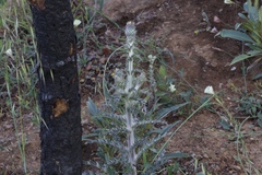 Cirsium cymosum