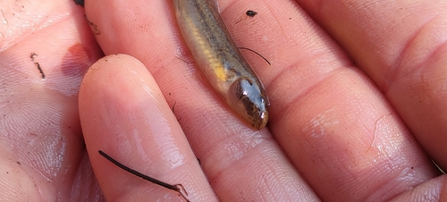 Italian golden loach (Sabanejewia larvata) — Cobitidae — 5