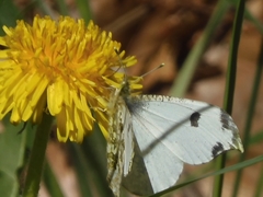 Anthocharis scolymus