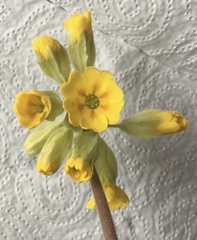 Primula veris