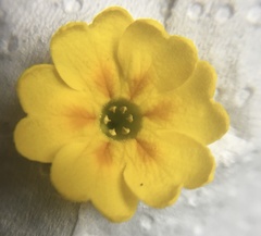 Primula veris